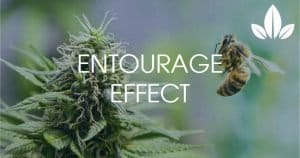cannabis entourage effect