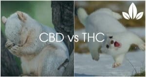 differences CBD vs THC