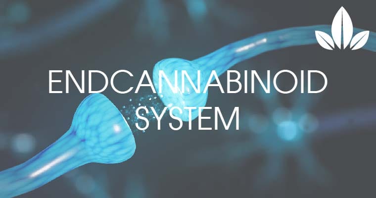 El Sistema Endocannabinoide (ECS) 7 how works endocannabinoid system