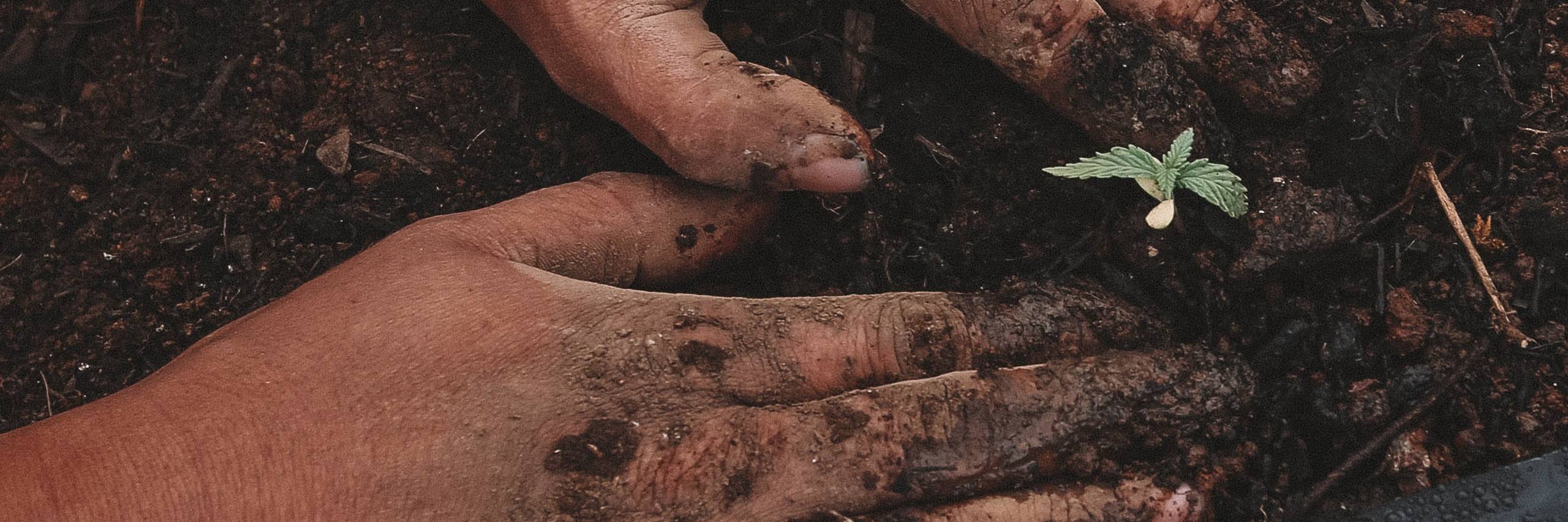 plantando semillas CBD