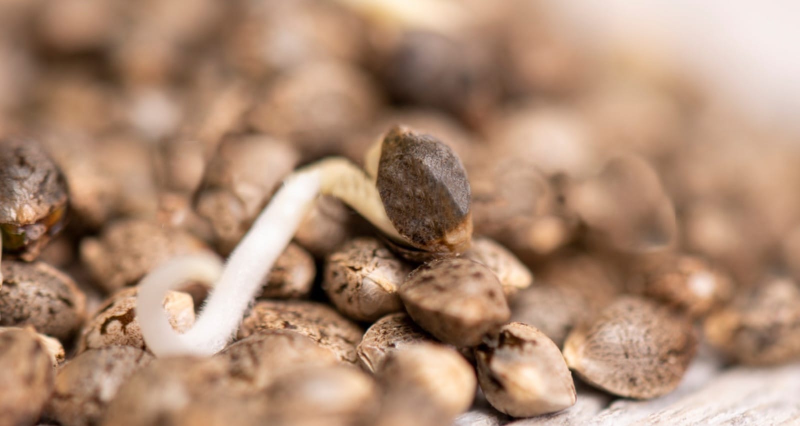 germinación CBD