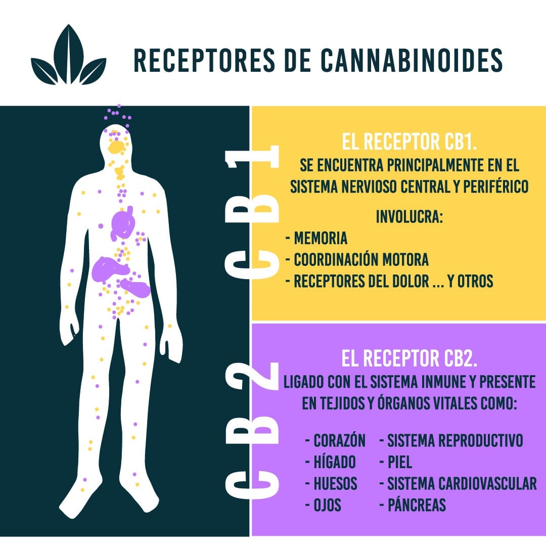 Receptores de Cannabinoides - CB1 y CB2 1 Receptores CB1 y CB2