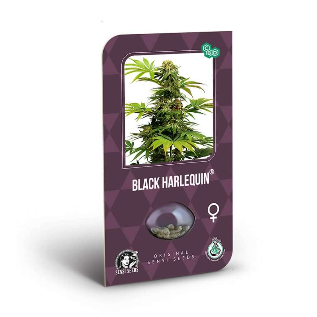 Estado Vegetativo de las plantas de Cannabis 3 black harlequin cbd feminizada