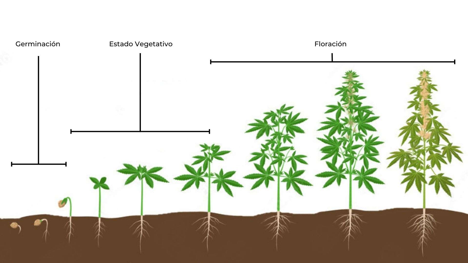 фазы роста человека